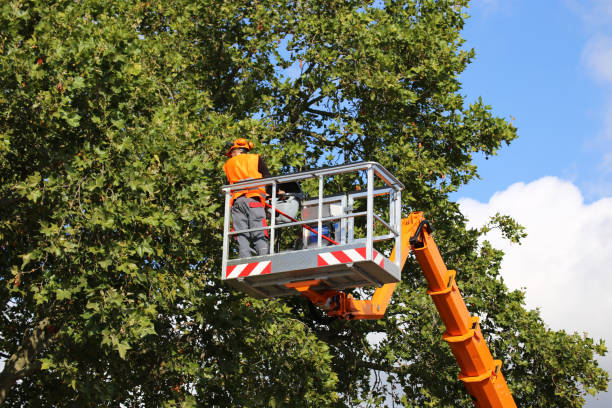 Best Stump Grinding and Removal  in Lovell, WY