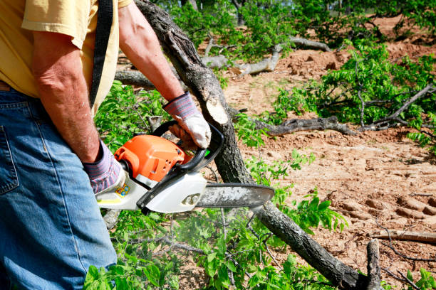 Best Hazardous Tree Removal  in Lovell, WY